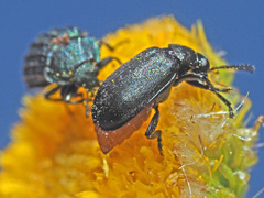 Gastrida abdominalis