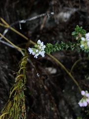 Agathosma capensis