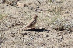 Bucanetes mongolicus