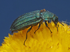Melyris
