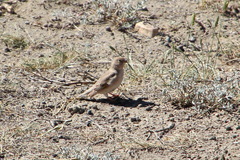 Bucanetes mongolicus