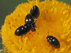 Phalacridae