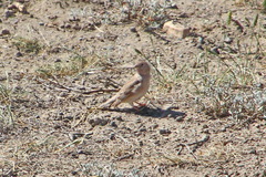 Bucanetes mongolicus