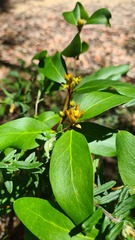 Persoonia laurina