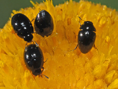 Phalacridae