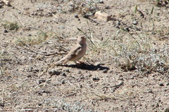 Bucanetes mongolicus