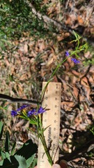 Dampiera stricta