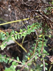 Agathosma capensis