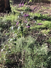 Cullen australasicum