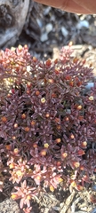 Crassula expansa