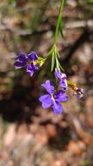 Dampiera stricta