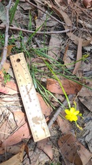 Tricoryne simplex