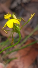Tricoryne simplex