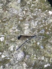 Psolodesmus mandarinus dorothea