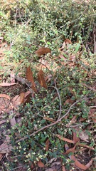 Xanthosia pilosa