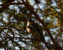 Fringilla coelebs gengleri