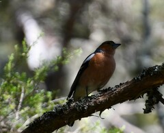 Fringilla coelebs gengleri