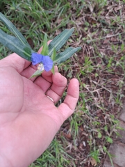 Commelina