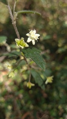 Xanthosia pilosa