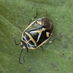 Eurydema gebleri