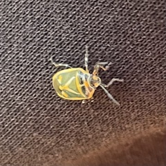 Eurydema gebleri
