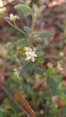 Xanthosia pilosa