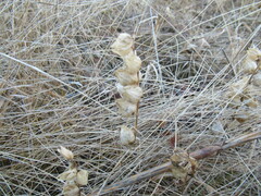 Rhinanthus serotinus