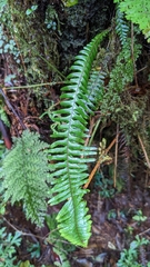 Prosaptia celebica