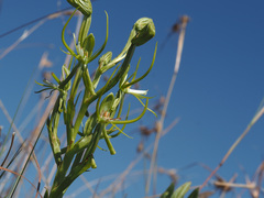Habenaria clavata