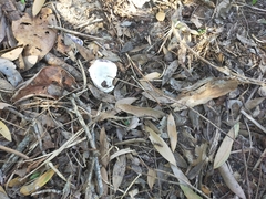 Saccostrea glomerata