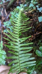 Prosaptia celebica