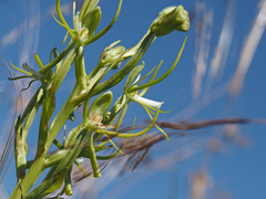 Habenaria clavata