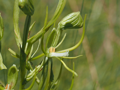 Habenaria clavata