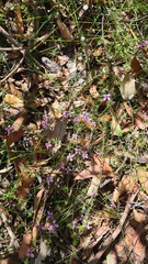 Tetratheca ericifolia