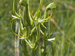 Habenaria clavata