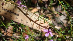 Tetratheca ericifolia