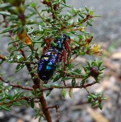 Diamma bicolor