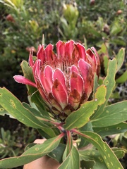 Protea obtusifolia