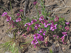 Polygala rhinostigma