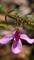 Tetratheca ericifolia