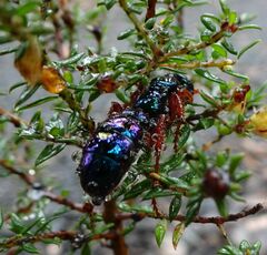 Diamma bicolor