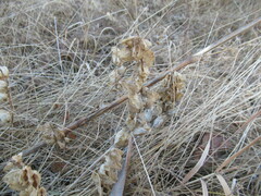 Rhinanthus serotinus