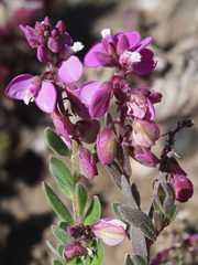 Polygala rhinostigma