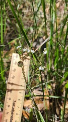 Leucopogon microphyllus
