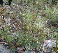 Pultenaea gunnii