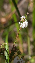 Leucopogon microphyllus