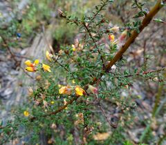 Pultenaea gunnii