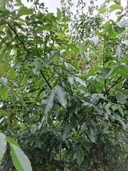 Dalbergia obovata