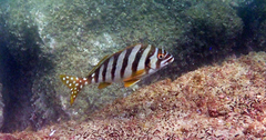 Goniistius zonatus