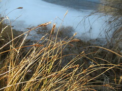 Blysmus sinocompressus